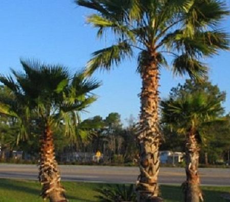 Oasis Lodge - Carrizo Springs Bagian luar foto